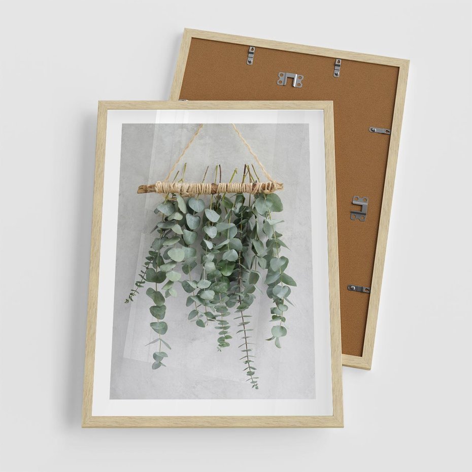 Plakat w ramie 50x70 - Uwodzicielska zieleń eukaliptusa - eukaliptus, zielone - rama drewno