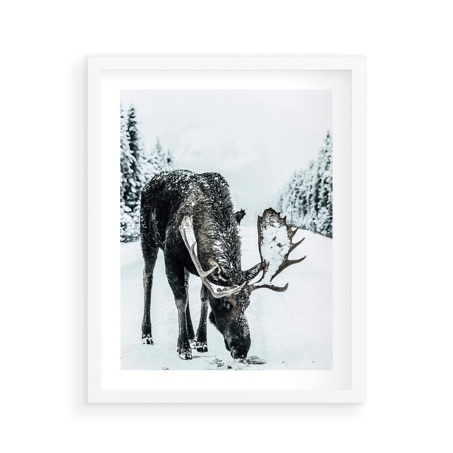 Plakat w ramie 40x50 - Zimowy Portret Łosia - łoś w zimowej scenerii - rama biała