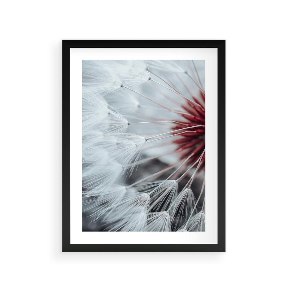 Plakat w ramie 30x40 - Makro Magii Natury - dmuchawiec, zbliżenie makro - rama czarna