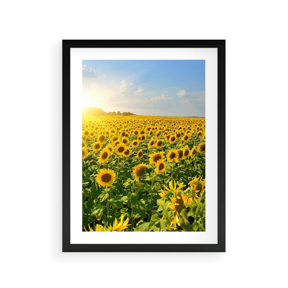Plakat w ramie 30x40 - Idylla na łące słoneczników - łąka, słoneczniki - rama czarna