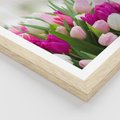 Plakat w ramie 50x70 - Tulipany w pełnym rozkwicie - tulipany, kwiaty - rama drewno