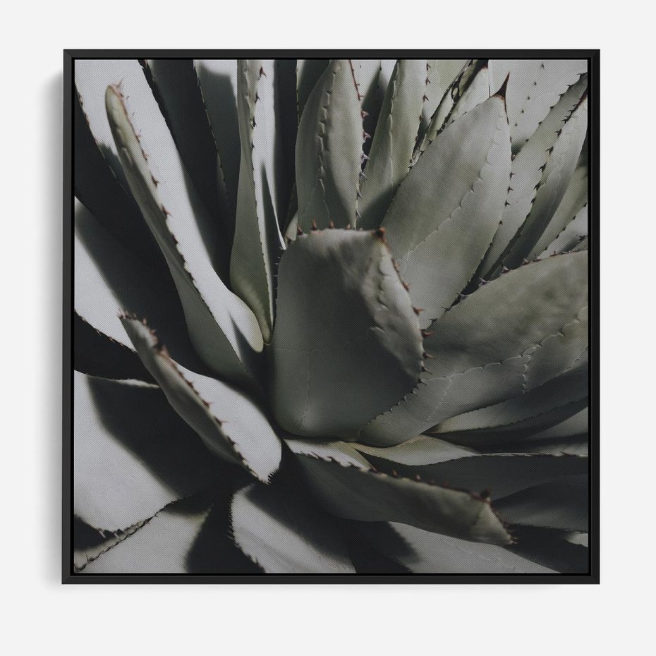 Obraz w ramie 50x50 - Sukulenty wśród kaktusów - sukulenty, kaktusy - rama czarna