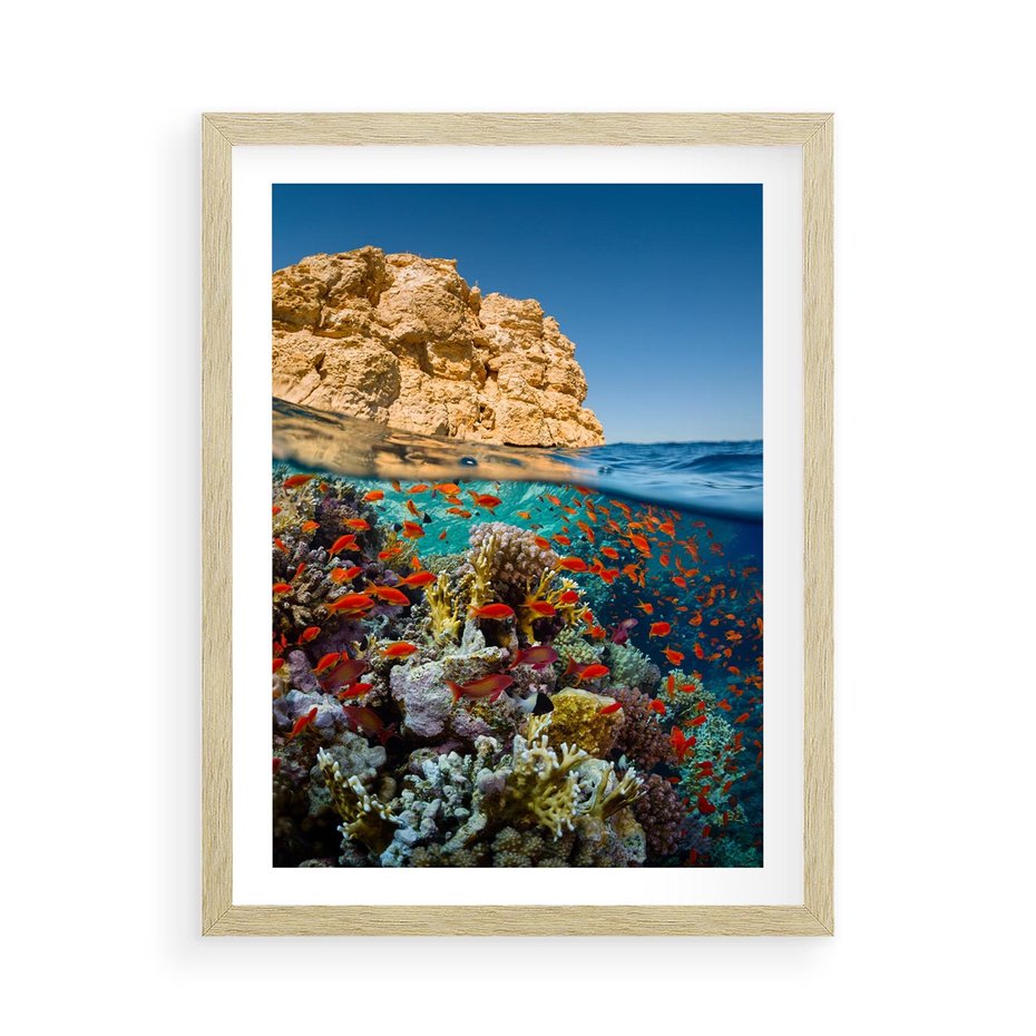 Plakat w ramie 50x70 - Rafa koralowa w oceanie - rafa, koralowa - rama drewno