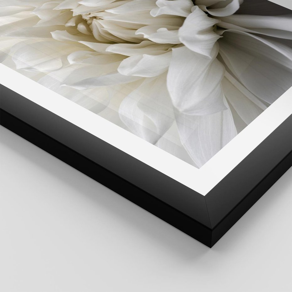 Plakat w ramie 40x50 - Białe Kwiaty Delikatności - białe, kwiaty - rama czarna