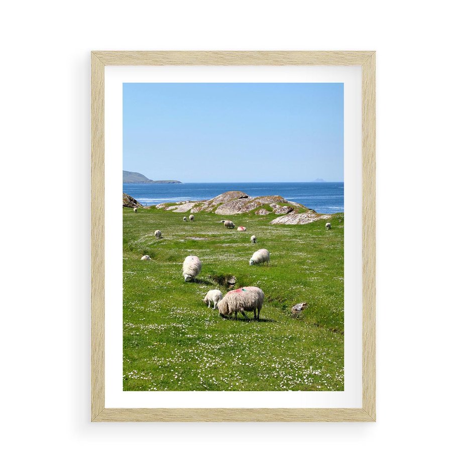 Plakat w ramie 50x70 - Górskie Owce - góry, owce - rama drewno