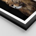 Plakat w ramie 40x50 - Władca Dzikiej Przyrody - lew, król - rama czarna