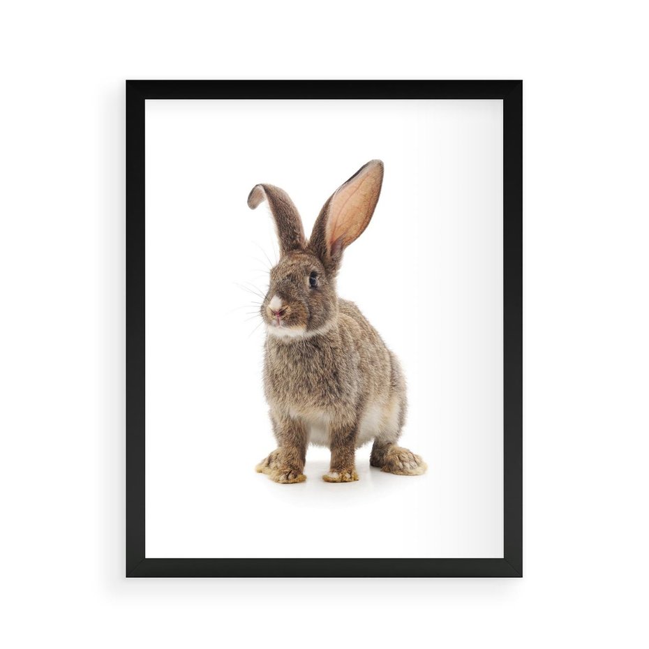 Plakat w ramie 40x50 - Delikatna Zwierzęca Uroda - królik, zwierzę - rama czarna