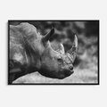 Obraz w ramie 70x50 - Potęga Afryki - czarno biała fotografia, zbliżenie na postać nosorożca - rama czarna