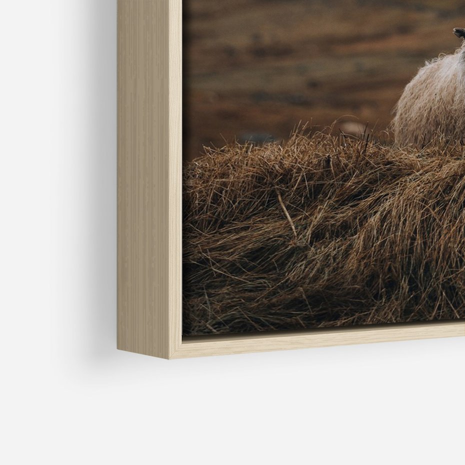 Obraz w ramie 80x120 - Owiecka panorama - góry, owca - rama drewno