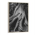 Obraz w ramie 80x120 - Siła Natury - czarno biała fotografia, korzenie wielkiego drzewa - rama drewno