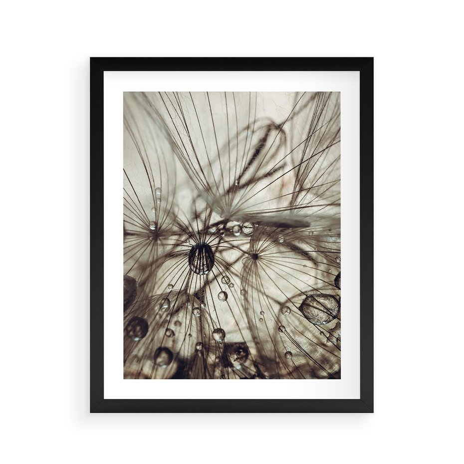 Plakat w ramie 40x50 - Lekkie dmuchawce - dmuchawce, krople - rama czarna