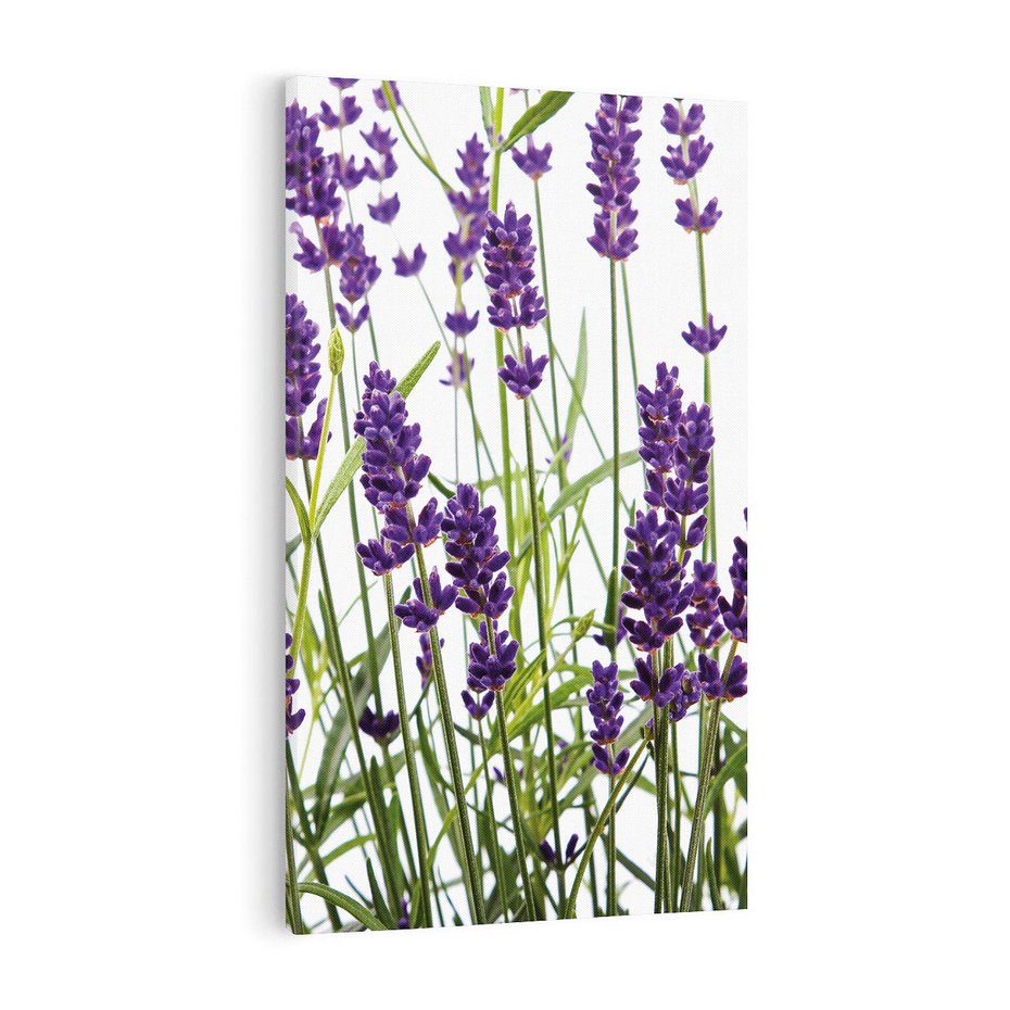 Obraz na płótnie 50x70 - Fioletowa harmonia lawendy - lawenda, fiolet