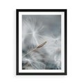 Plakat w ramie 50x70 - Piękno w Delikatności - dmuchawiec, makro zdjęcie - rama czarna