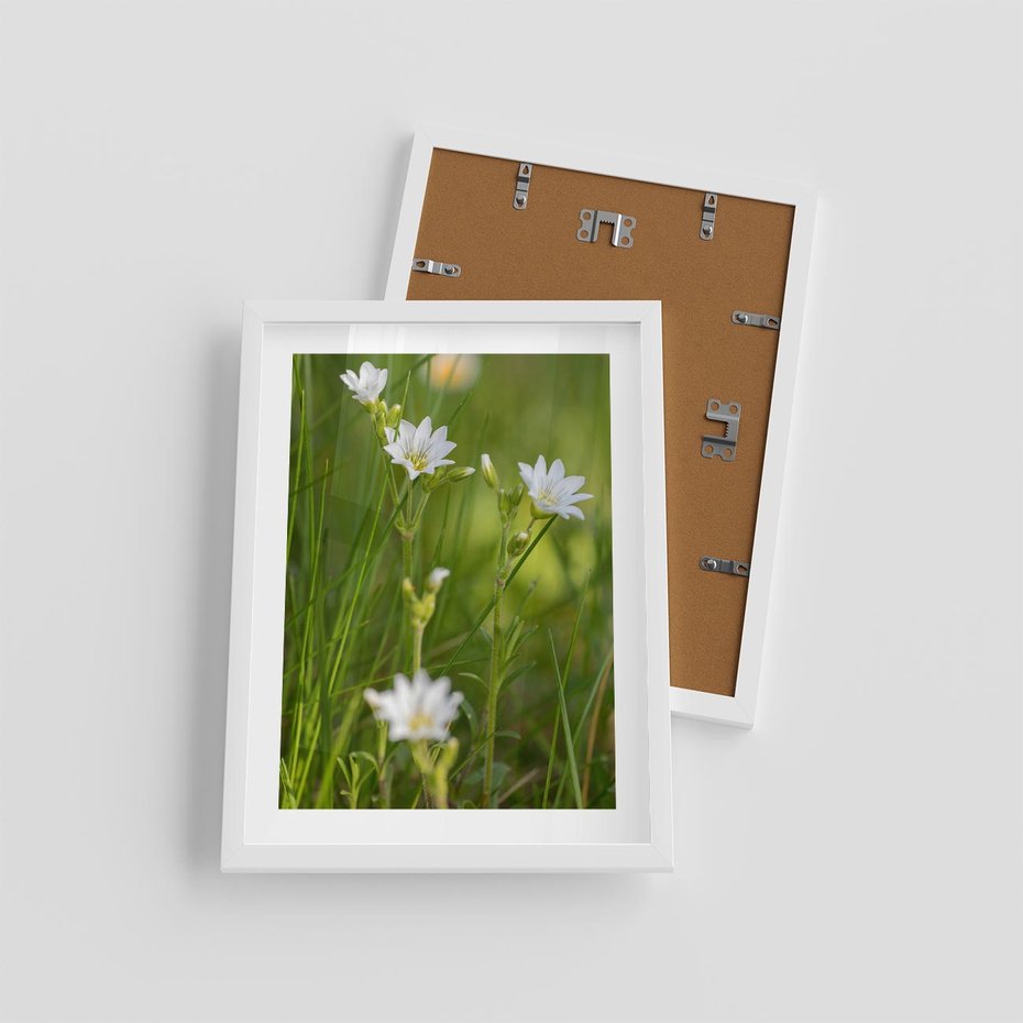 Plakat w ramie 30x40 - Kolorowa łąka - stokrotki, łąka - rama biała