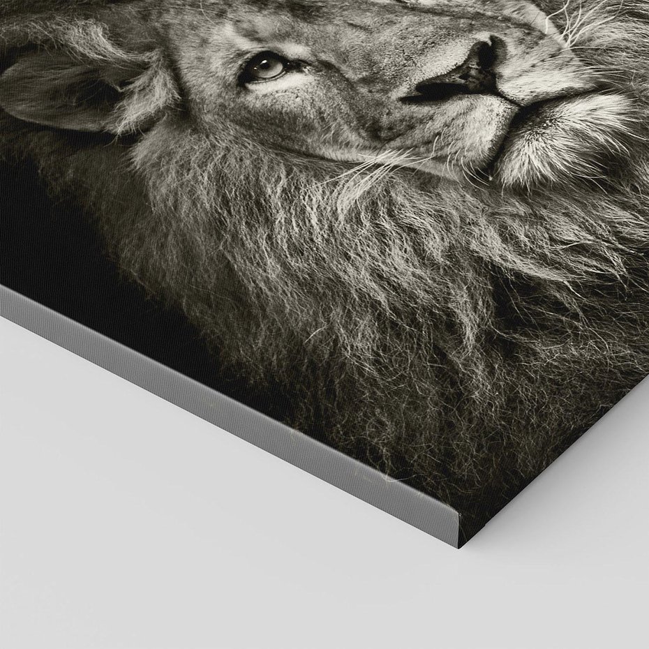 Obraz na płótnie 80x80 - Moc lewego spojrzenia - lew, czarno