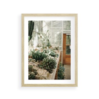 Plakat w ramie 30x40 - Sukulenty w Szklarni - sukulenty, w szklarni - rama drewno