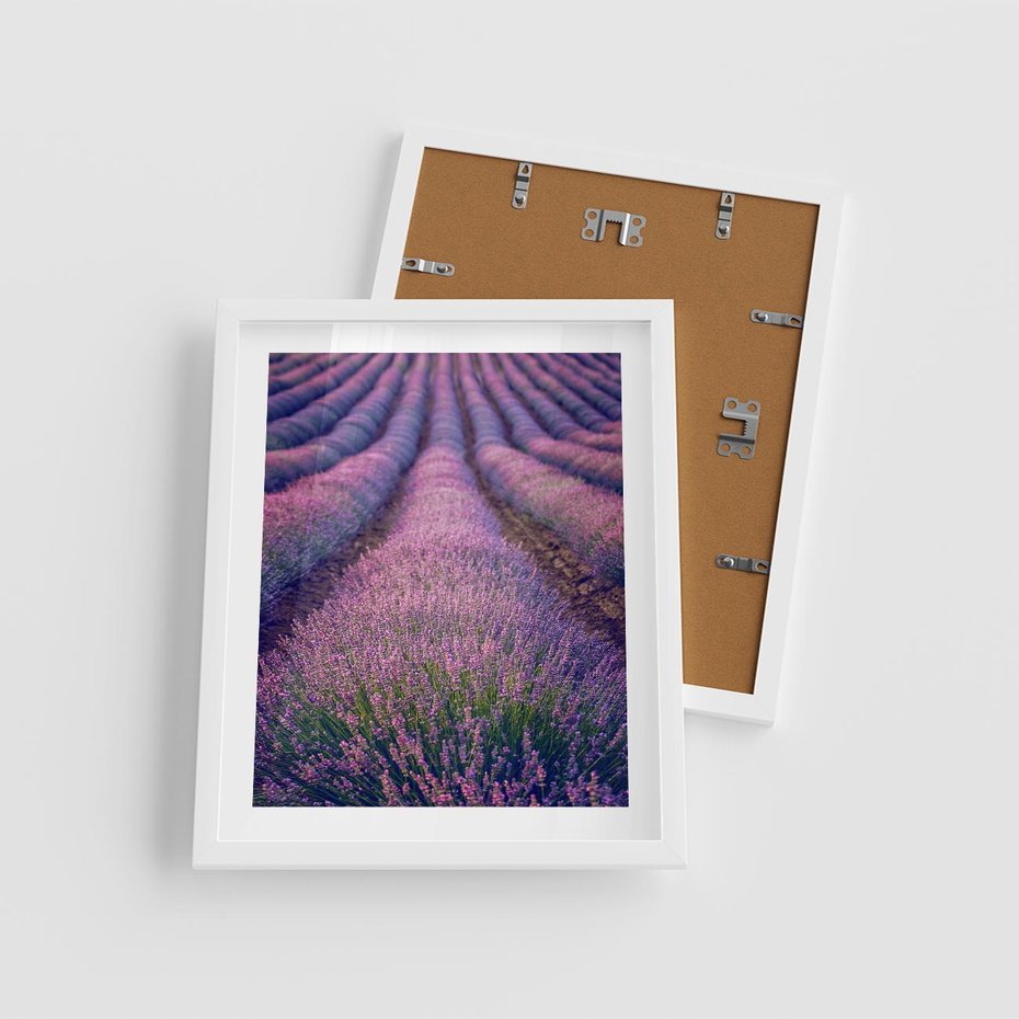 Plakat w ramie 40x50 - Pole Lawendy w Pełnej Krasie - pole lawendy, kompozycja - rama biała