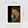 Plakat w ramie 40x50 - Władca Dzikiej Przyrody - lew, król - rama biała