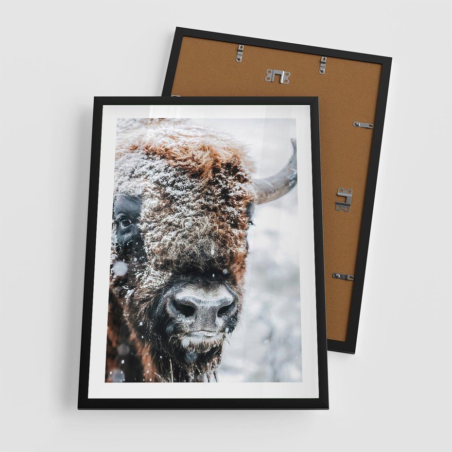Plakat w ramie 50x70 - Żubr w Krainie Śniegu - żubr, zima - rama czarna