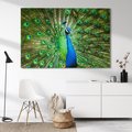 Obraz na płótnie 100x70 - Wspaniałość pawich piór - paw, pióra