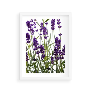 Plakat w ramie 40x50 - Fioletowa harmonia lawendy - lawenda, fiolet - rama biała
