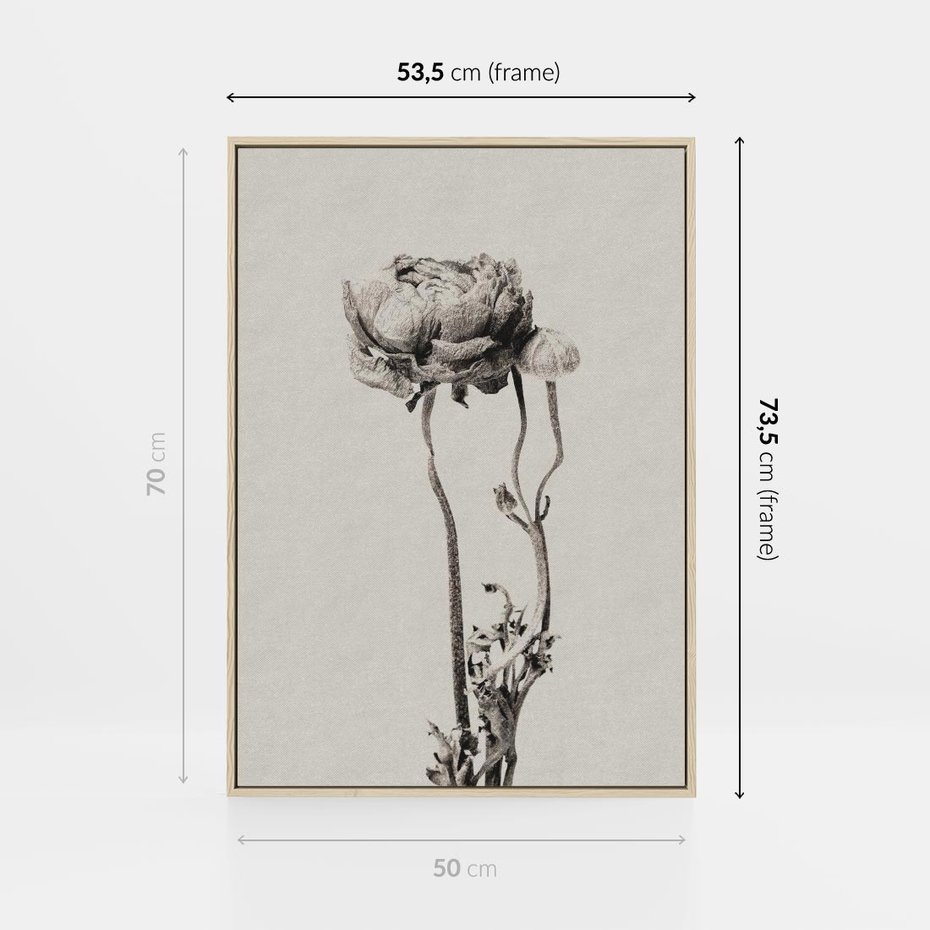 Obraz w ramie 50x70 - Cień Kwiatowej Delikatności - kwiat, cień - rama drewno