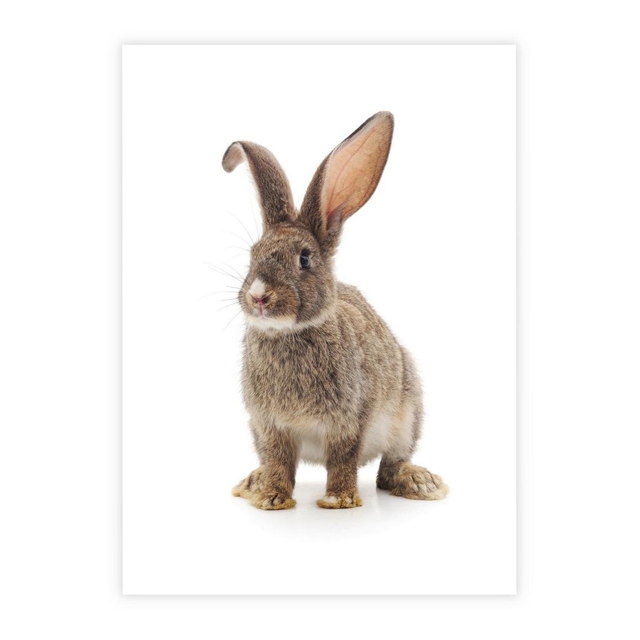 Plakat bez ramy 30x40 - Delikatna Zwierzęca Uroda - królik, zwierzę