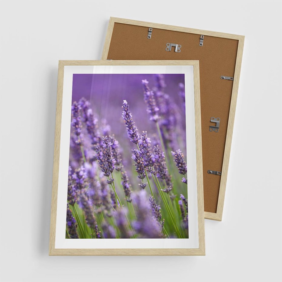 Plakat w ramie 50x70 - Urok lawendy - lawenda, kwiaty - rama drewno