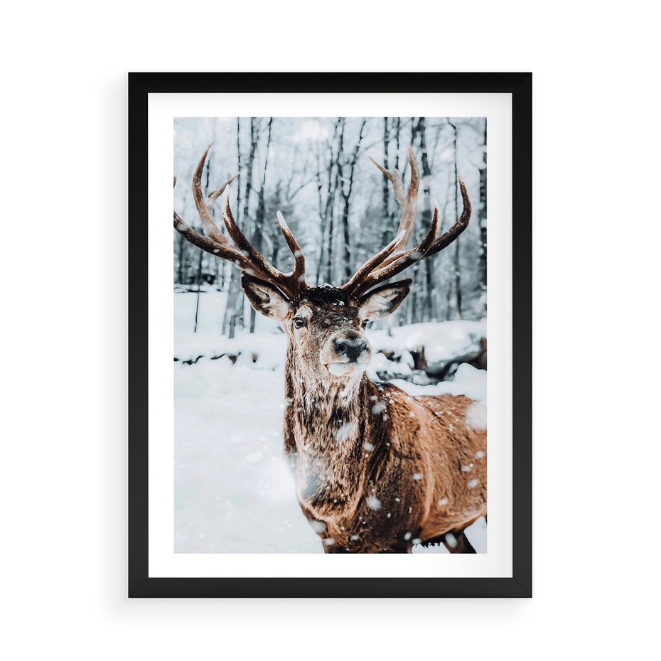Plakat w ramie 50x70 - Jeleń na Zdjęciu pod Śniegiem - jeleń, zima - rama czarna