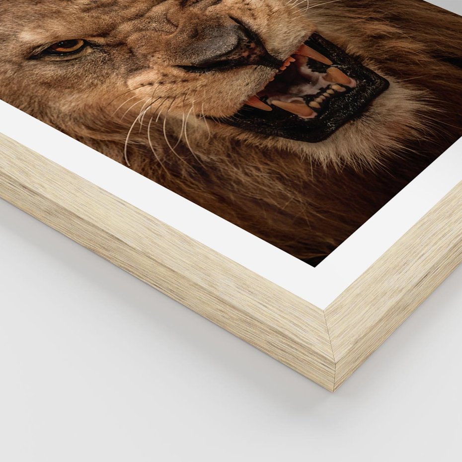 Plakat w ramie 30x40 - Władca Sawanny - lew, sawanna - rama drewno