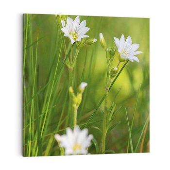 Obraz na płótnie 30x30 - Kolorowa łąka - stokrotki, łąka