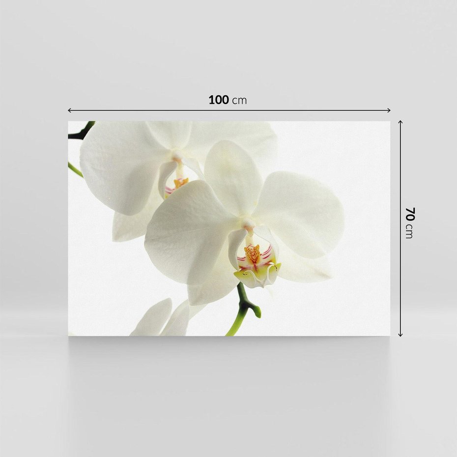 Obraz na płótnie 100x70 - Kwiatowe piękno - kwiat, kwiaty