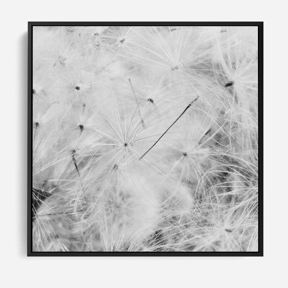 Obraz w ramie 50x50 - Zdmuchnięty Puch - dmuchawce, delikatne - rama czarna