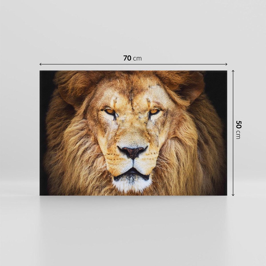 Obraz na płótnie 70x50 - Król zwierząt w majestatycznym stylu - lew, król