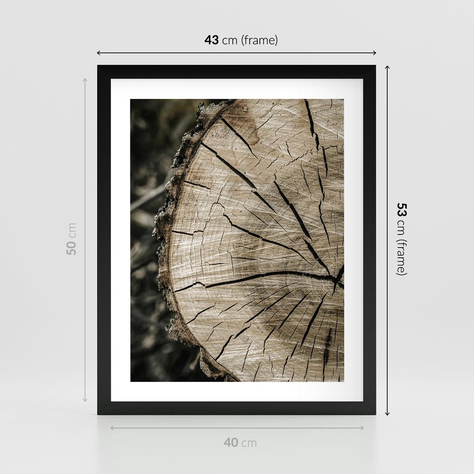 Plakat w ramie 40x50 - Wnętrze Natury - pień, przecięty pień - rama czarna