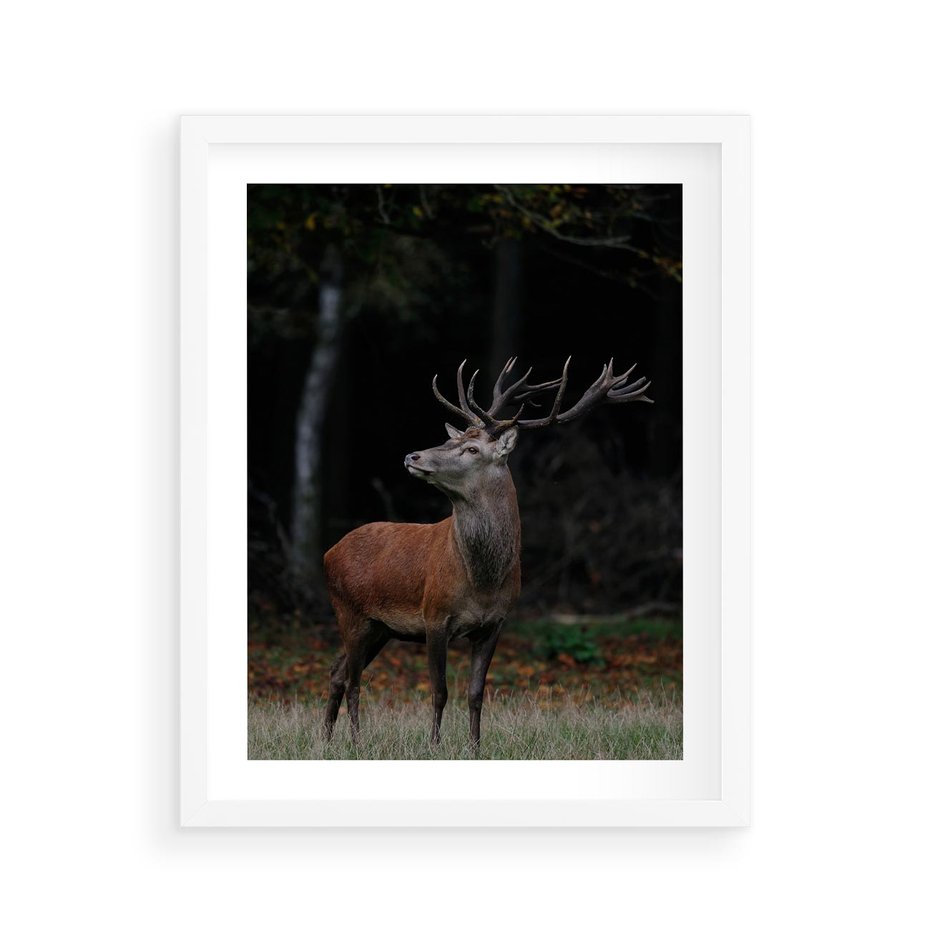 Plakat w ramie 40x50 - Spotkanie z naturą - jeleń, las - rama biała