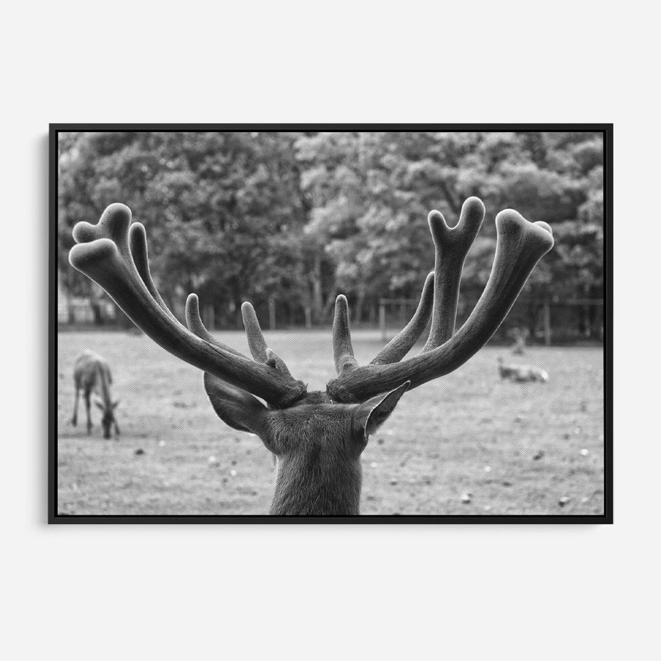 Obraz w ramie 70x50 - Przygubione motyle marzeń - fotografia czarno biała, młody jeleń w zagrodzie - rama czarna