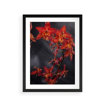 Plakat w ramie 30x40 - Kolorowy Raj - kwiaty, tropikalne - rama czarna