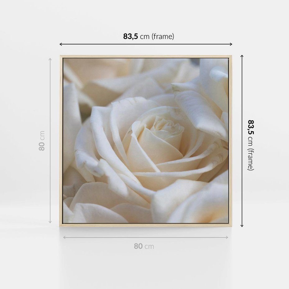 Obraz w ramie 80x80 - Białe róże piękności - białe, róże - rama drewno