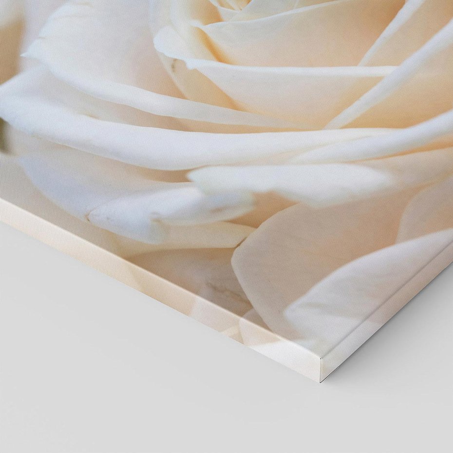 Obraz na płótnie 70x70 - Białe róże piękności - białe, róże