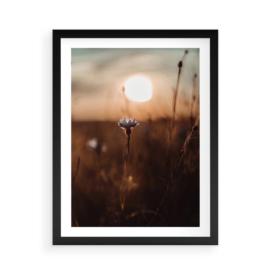 Plakat w ramie 50x70 - Spokój łąki pod zachodem słońca - zachód, słońca - rama czarna