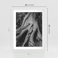 Plakat w ramie 40x50 - Siła Natury - czarno biała fotografia, korzenie wielkiego drzewa - rama biała