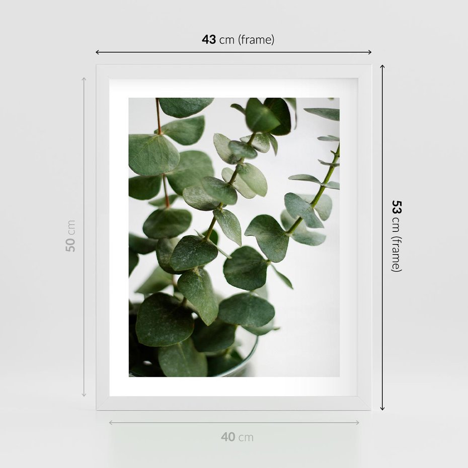 Plakat w ramie 40x50 - Zielone eukaliptusy - eukaliptus, liście - rama biała