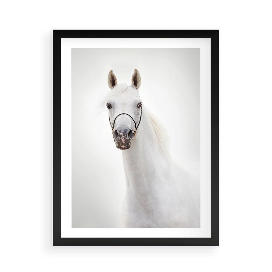 Plakat w ramie 50x70 - Elegancja białego konia - biały, koń - rama czarna