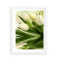 Plakat w ramie 50x70 - Białe Piękno - białe, tulipany - rama biała