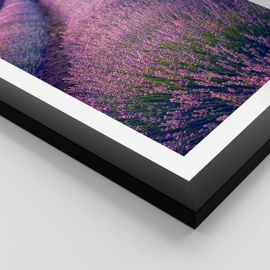 Plakat w ramie 50x70 - Pole Lawendy w Pełnej Krasie - pole lawendy, kompozycja - rama czarna