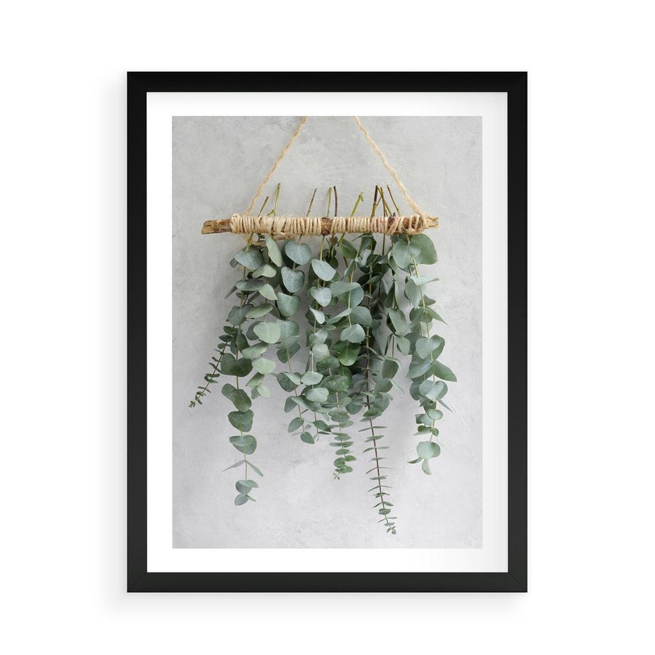 Plakat w ramie 50x70 - Uwodzicielska zieleń eukaliptusa - eukaliptus, zielone - rama czarna