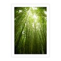 Plakat bez ramy 21x30 - Siła Natury - drzewa, las
