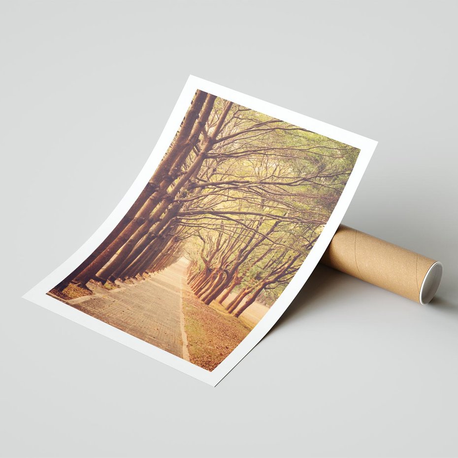 Plakat bez ramy 50x70 - Wędrówka między drzewami - droga, drzewa