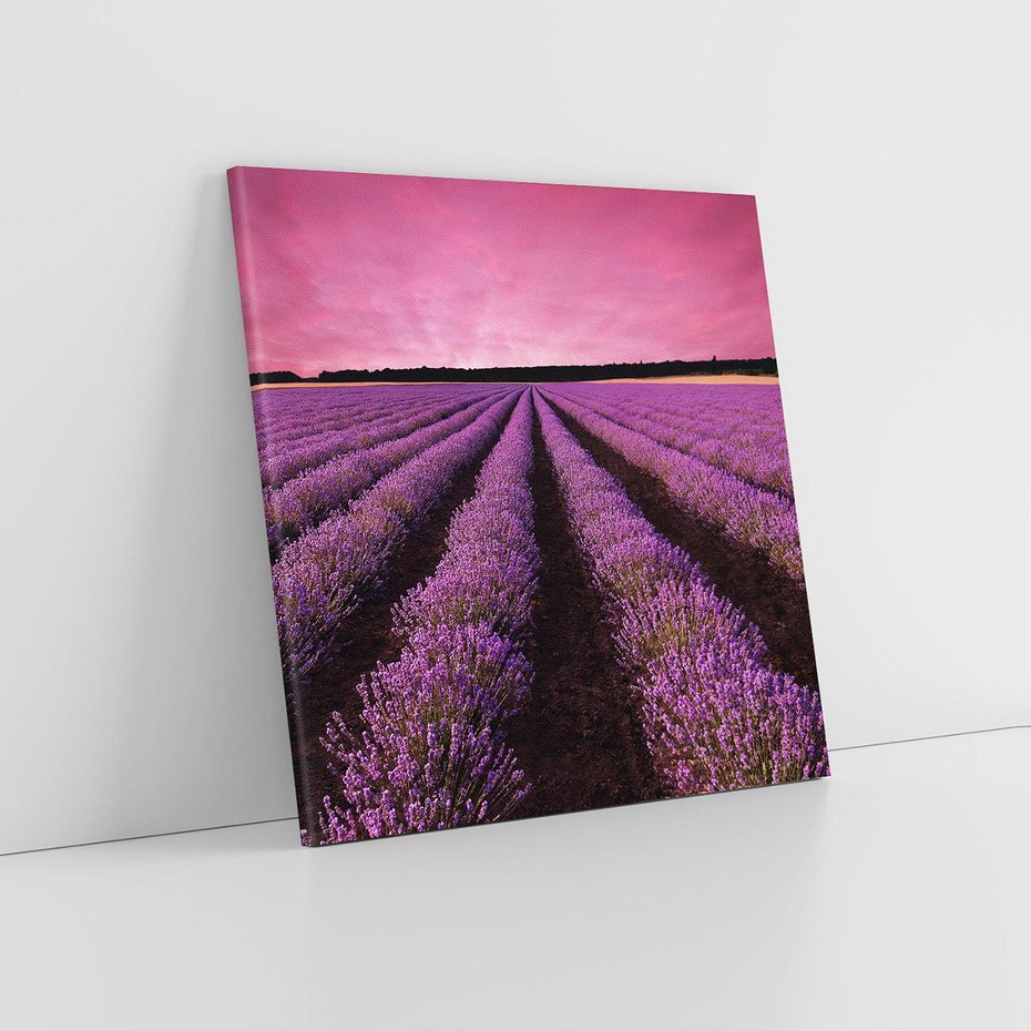 Obraz na płótnie 60x60 - Pola lawendy w pełnym rozkwicie - Lawenda, krajobraz